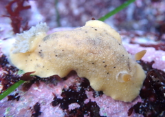 Geitodoris heathi