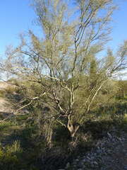 Parkinsonia microphylla