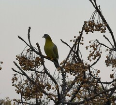 Treron phoenicopterus