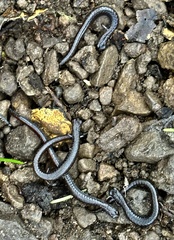 Batrachoseps attenuatus