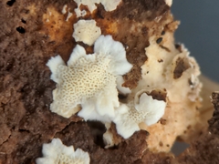 Antrodiella citrinella