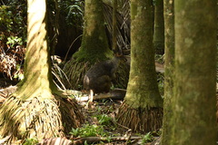 Thylogale stigmatica