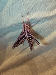 Hemeroplanes triptolemus