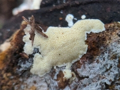 Antrodiella citrinella