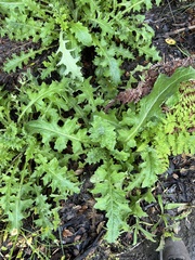 Cirsium fontinale obispoense