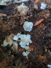 Antrodiella citrinella