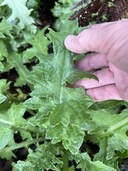 Cirsium fontinale obispoense