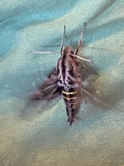 Hemeroplanes triptolemus