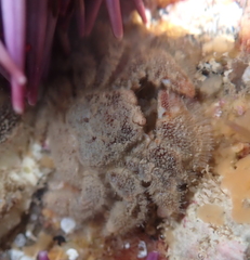 Hapalogaster cavicauda