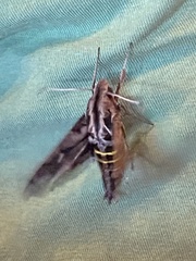 Hemeroplanes triptolemus