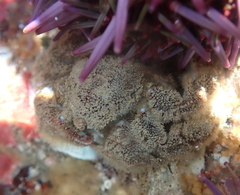 Hapalogaster cavicauda