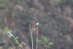 Pycnonotus xanthorrhous