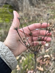 Lomatium nudicaule