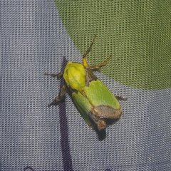 Limacodidae