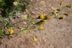 Arnica parryi
