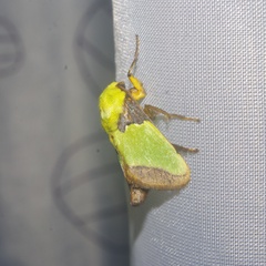 Limacodidae