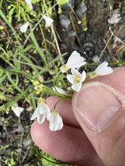 Cardamine californica