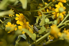 Chauliognathus hieroglyphicus