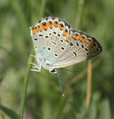 Plebejus argyrognomon