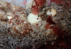 Cadlina flavomaculata