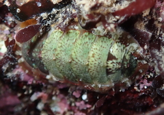 Dendrochiton flectens