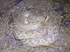 Crotalus ruber lucasensis