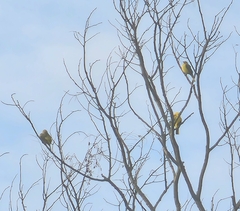 Iole indica