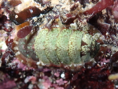Dendrochiton flectens