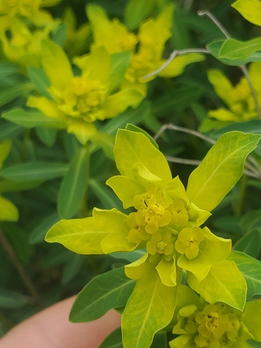 Image of Euphorbia hierosolymitana by (c) Mitch Van Dyke, some rights reserved (CC BY)