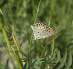 Plebejus argyrognomon