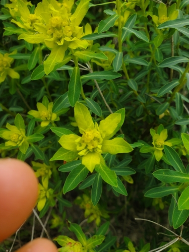 Image of Euphorbia hierosolymitana by (c) Mitch Van Dyke, some rights reserved (CC BY)