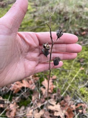 Camassia quamash