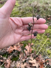 Camassia quamash