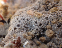 Dysideidae