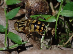 Eristalinus punctulatus