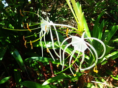 Hymenocallis littoralis