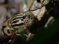 Eristalinus punctulatus