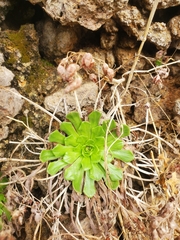 Rosularia