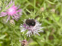 Bombus occidentalis