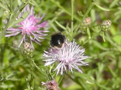 Bombus occidentalis