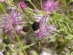 Bombus occidentalis
