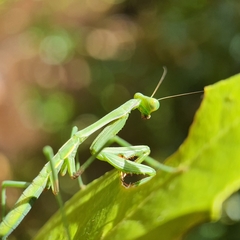 Pseudomantis