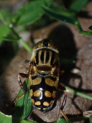 Eristalinus punctulatus