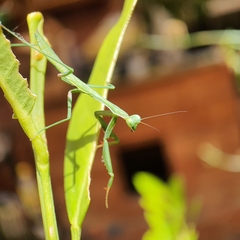 Pseudomantis
