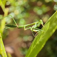 Pseudomantis