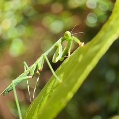 Pseudomantis