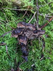 Sarcodon stereosarcinon