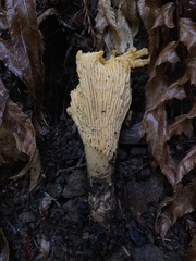 Cantharellus californicus