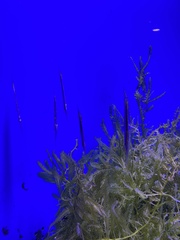 Centriscus scutatus