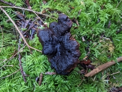 Sarcodon stereosarcinon